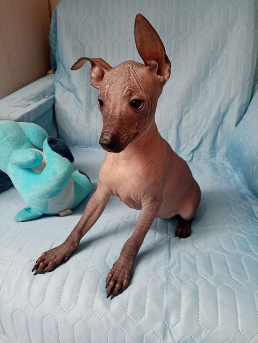 Nagi pies meksykański xolo miniatura