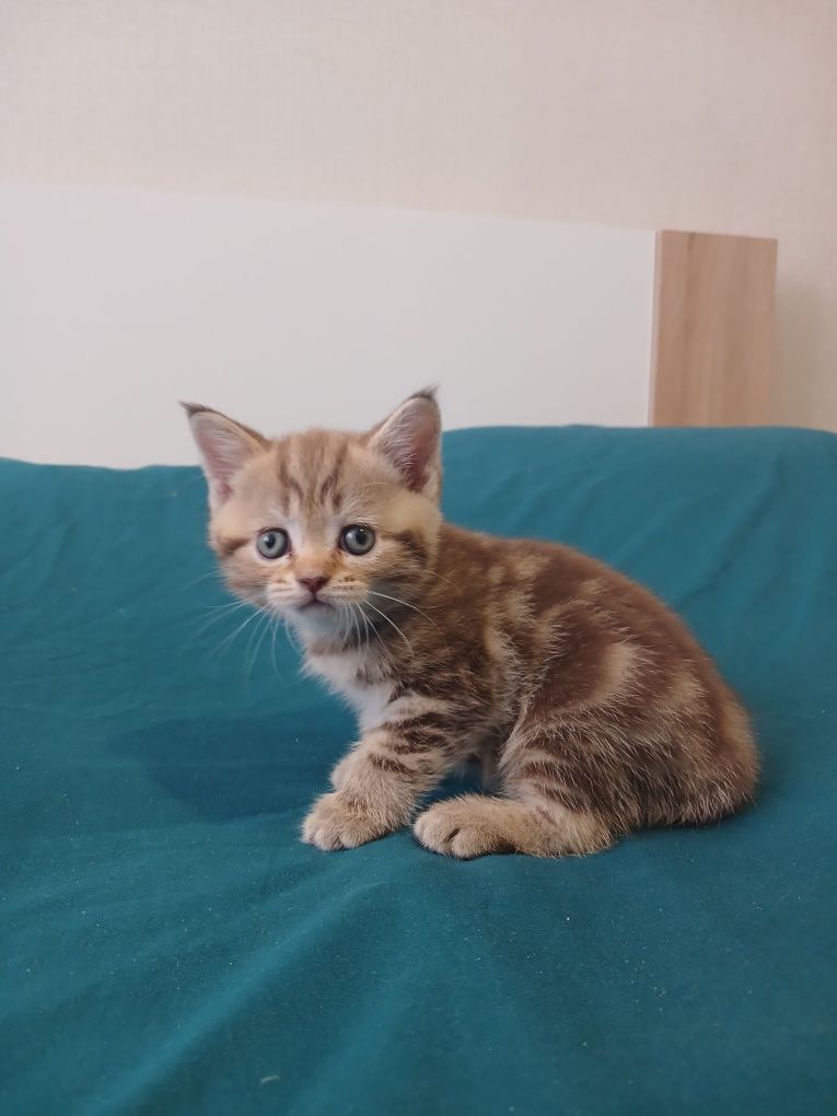 Продаються шотландські кошенята кольору табі.