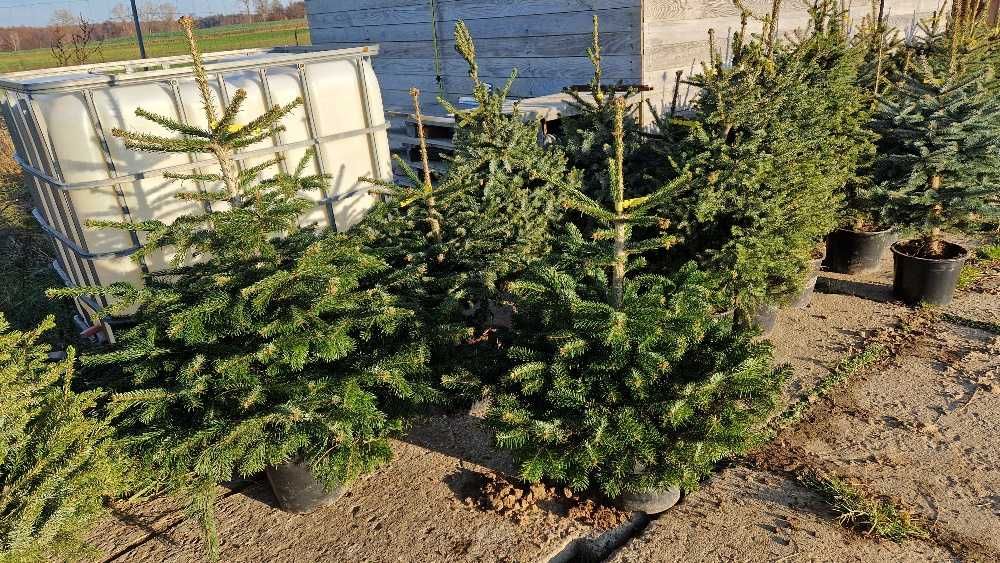 Świerk kłujące serbskie, jodła kaukaska. W donicy formowane 110-140 cm