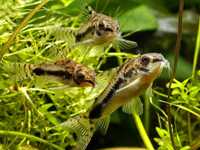 Kirysek Malutki (corydoras habrosus) MASSON