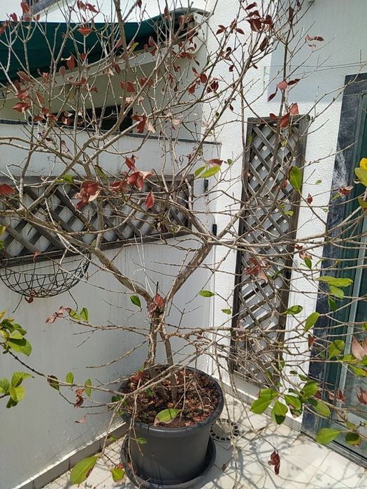 Árvore de Araça em vaso