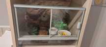 Terrarium z mieszkańcami - ślimaki afrykańskie