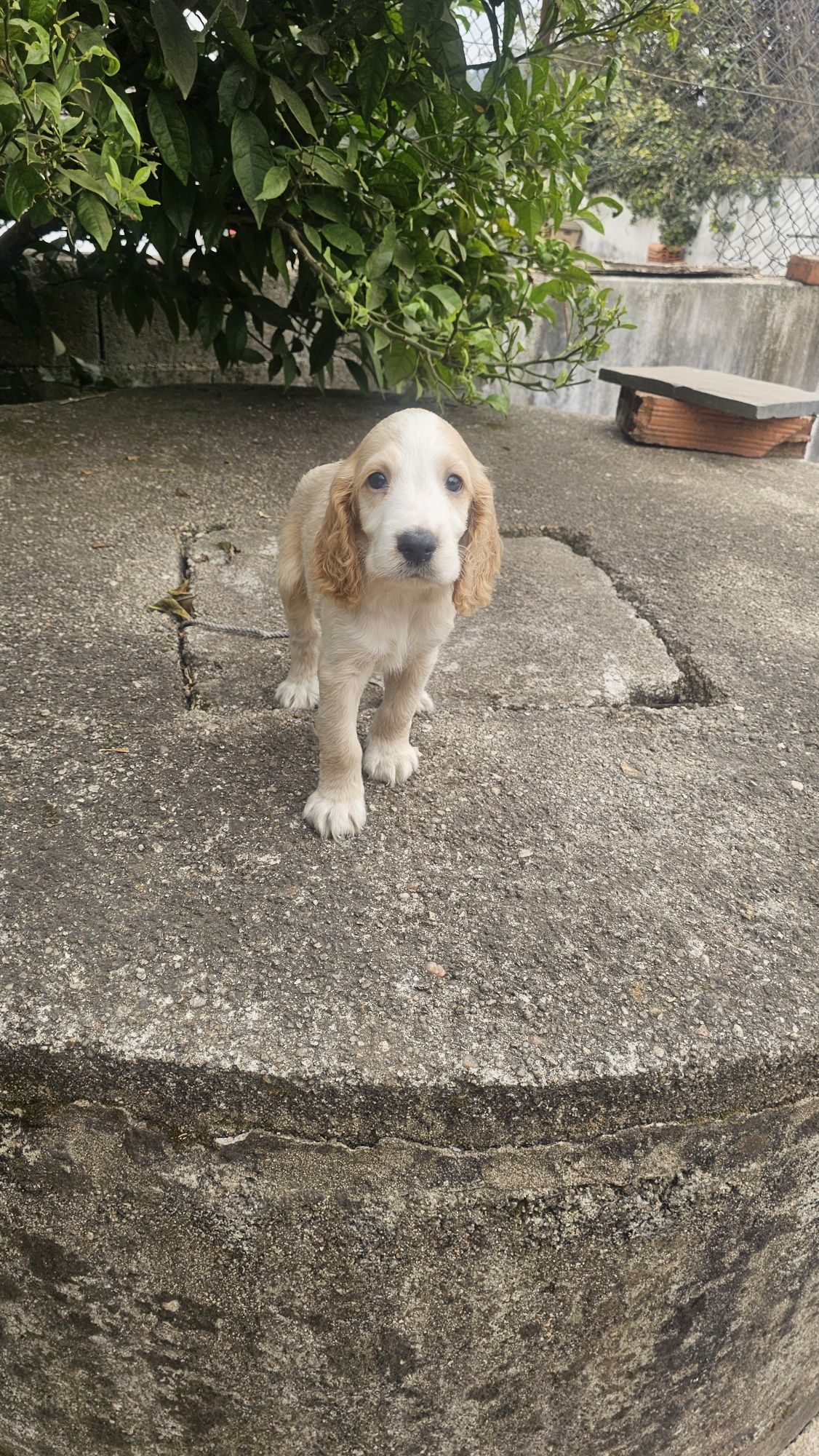 Cocker spaniel puro