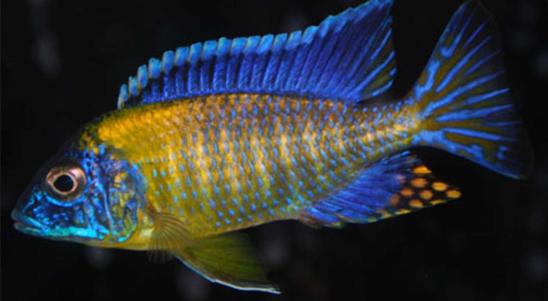 Aulonocara stuartgranti BLUE NEON UNDU REEF - dowóz, wysyłka