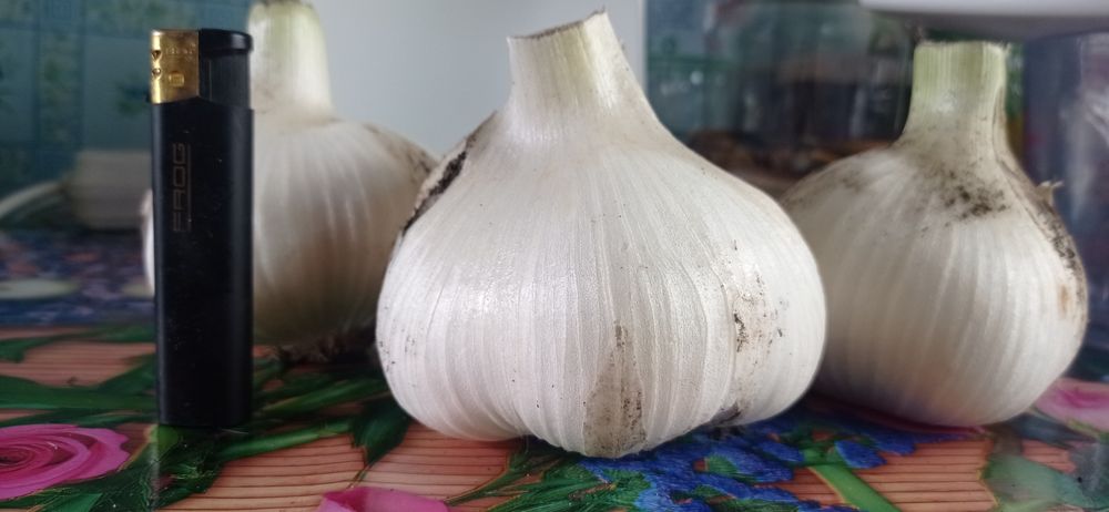 Рокамболь продам Хмельницький