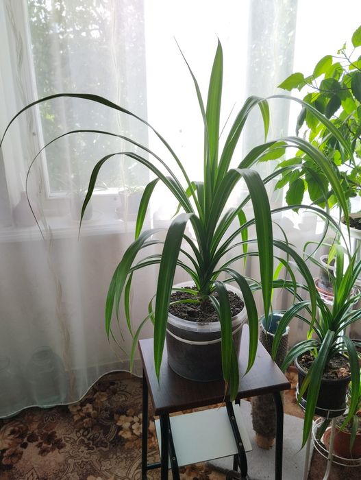 Продам пальму панданус
