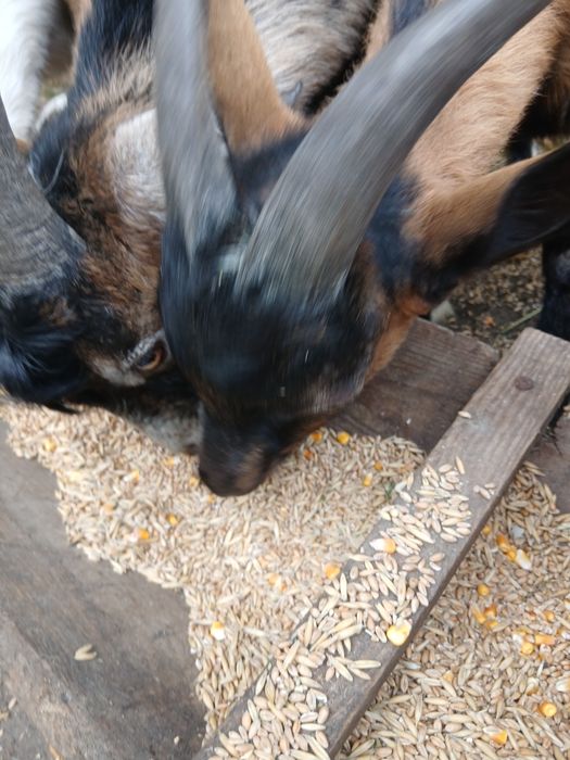 Альпийський козел