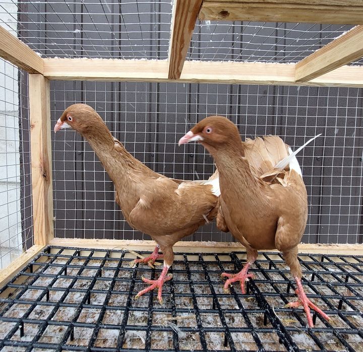 Gołębie bródki żółte