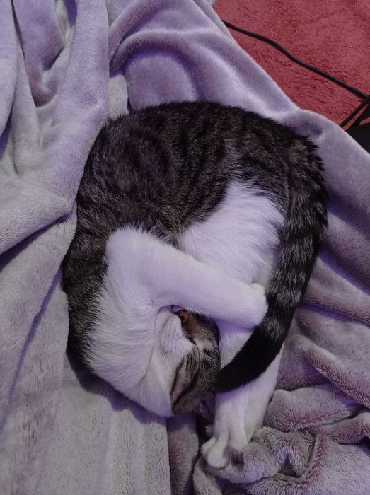 Віддаю котика у добрі руки!