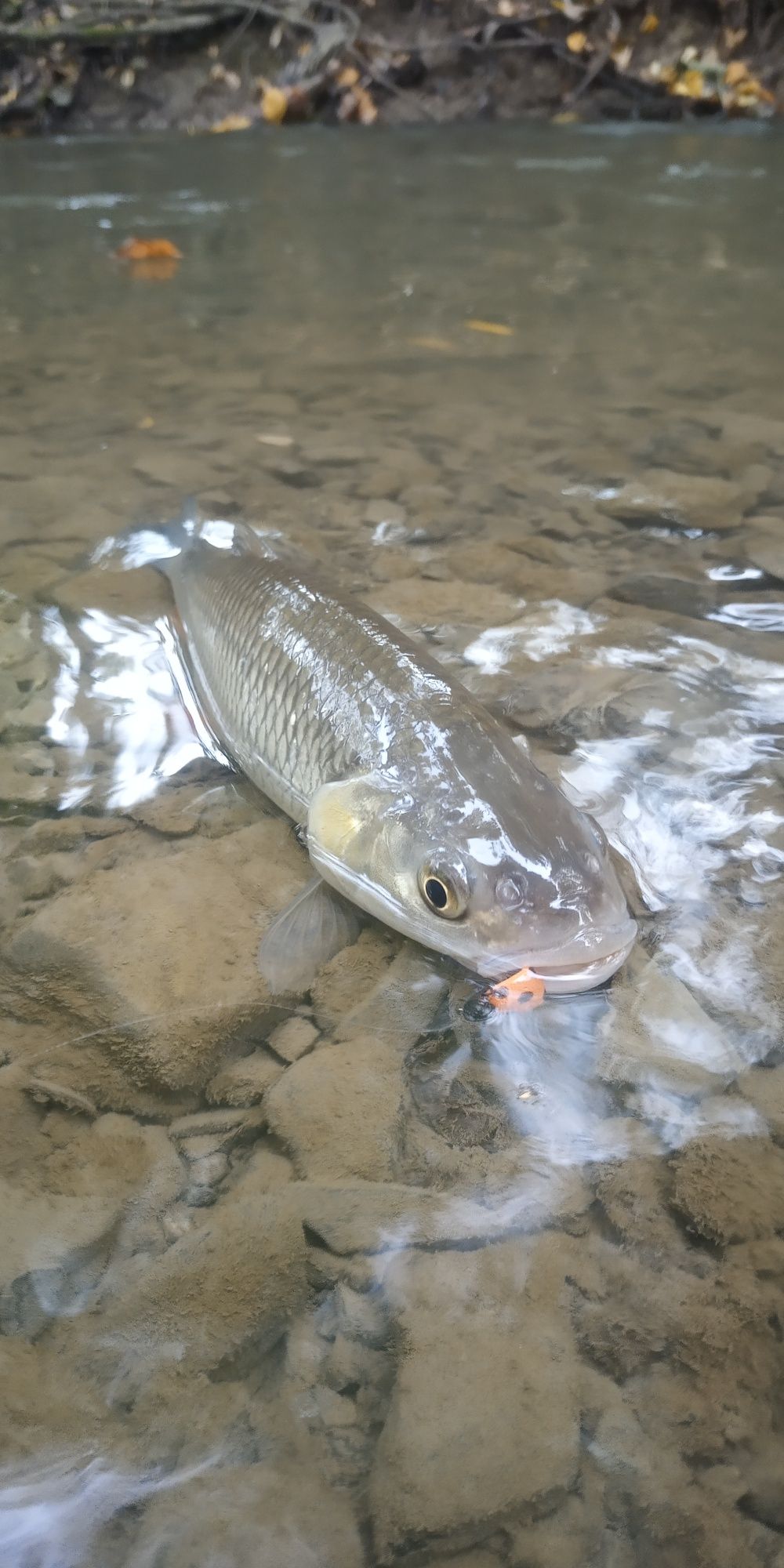 klen pstrag jaź muchy