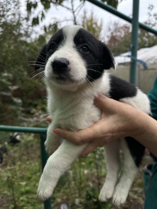 Безкоштно та терміново