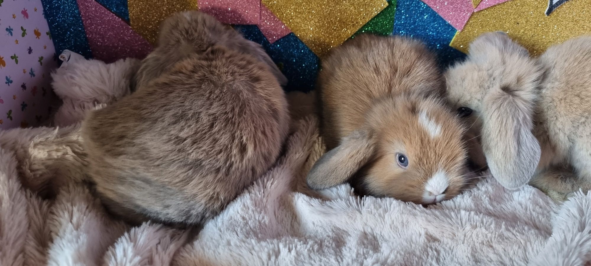 Coelhos anoes mini holandês, mini lop e Fuzzy lop , mini lion