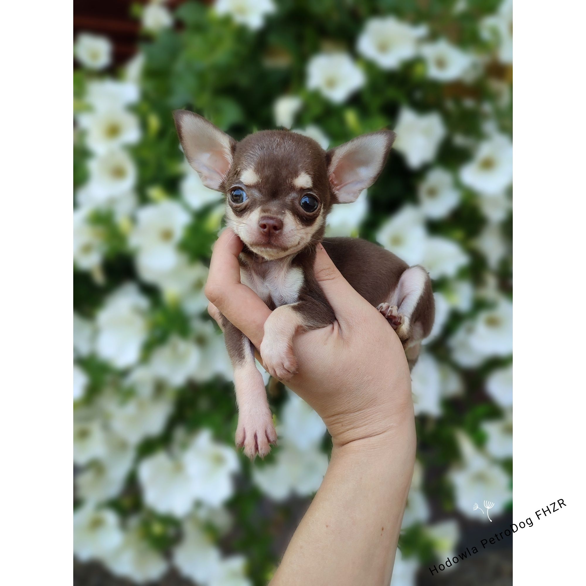 Chihuahua cudny piesek gotowy do odbioru