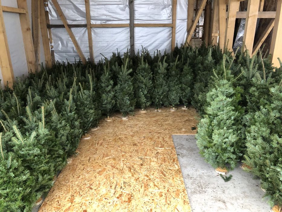 Ялинки збірні,вязані,плетені з живої хвої,новорічні ялинки ,бронюємо.