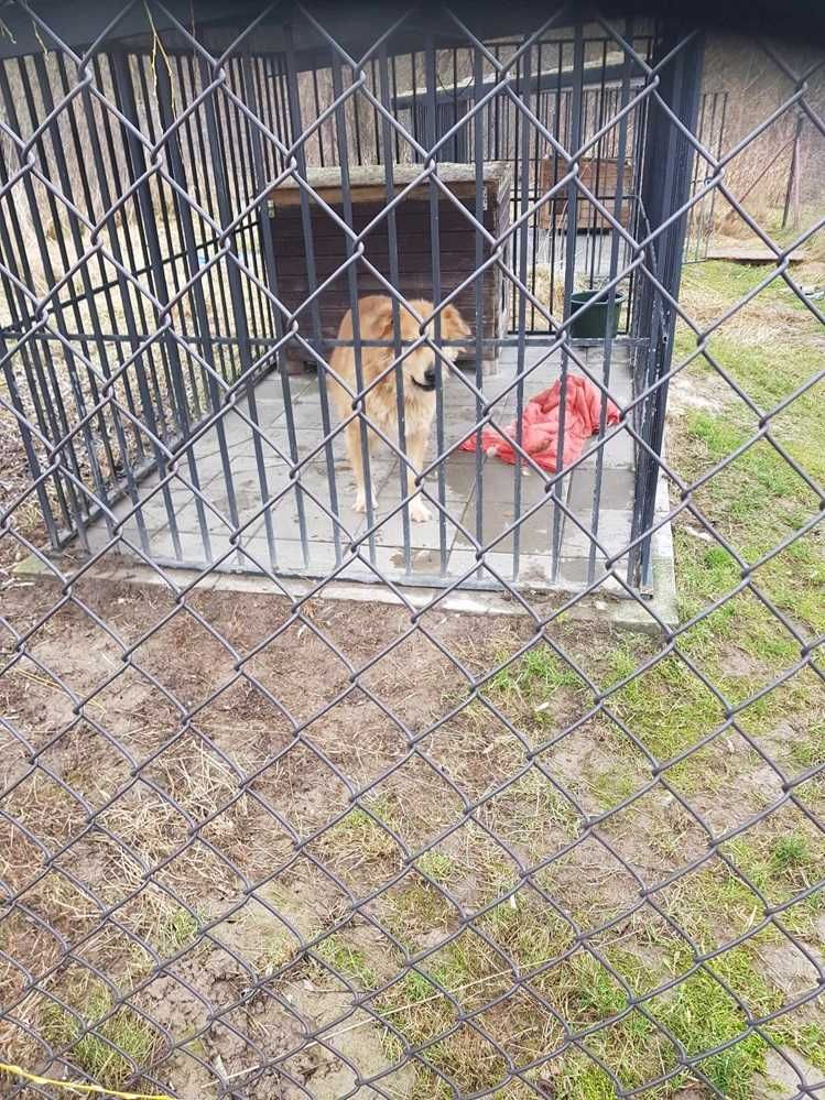 PILNE.4 lata na opuszczonej posesji,groźba schroniska,łagodny pies