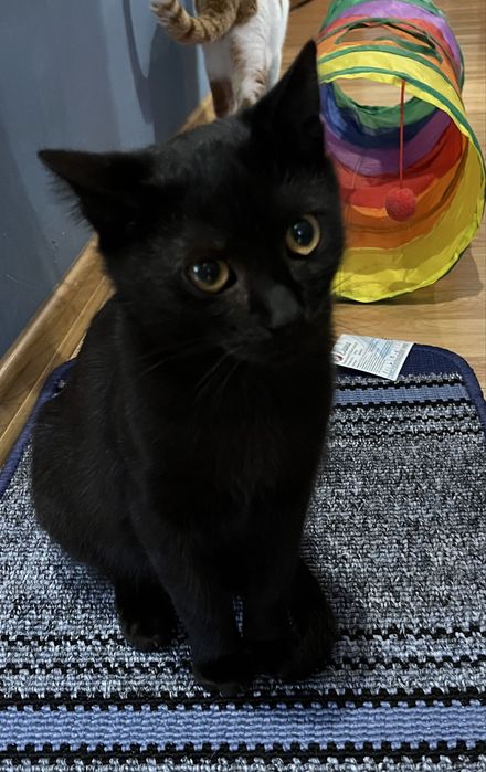 Віддам гарне кошеня