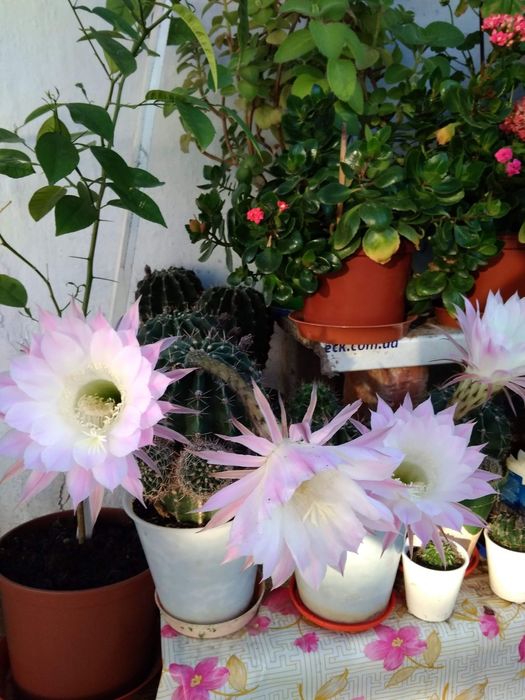 Комнатные растения