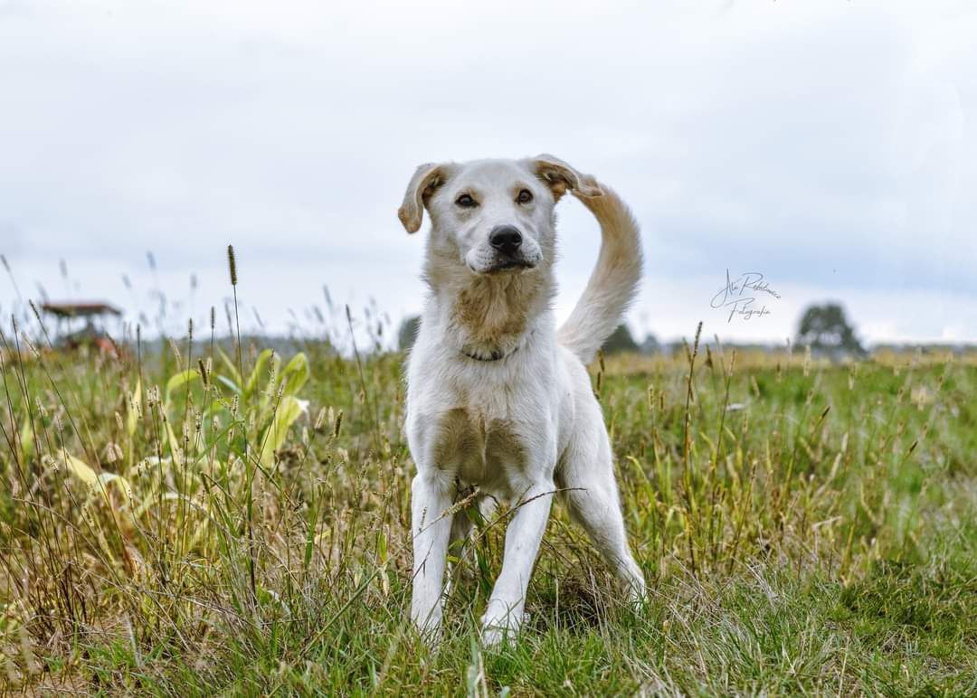 Cudowny psiak w typie labradora szuka domu! Adoptuj Serka!