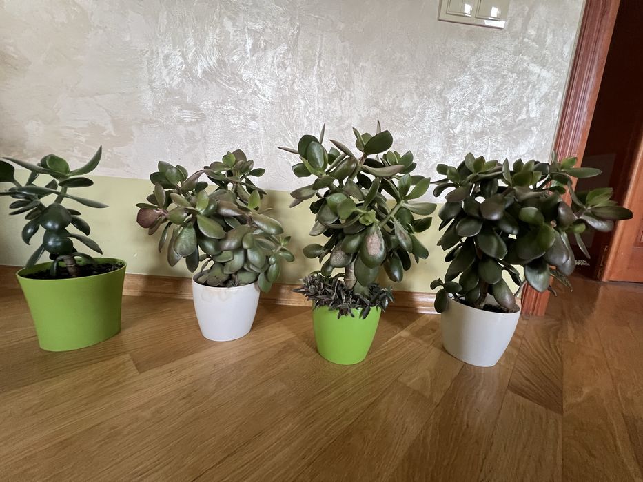 Грошове дерево, кімнатні рослини