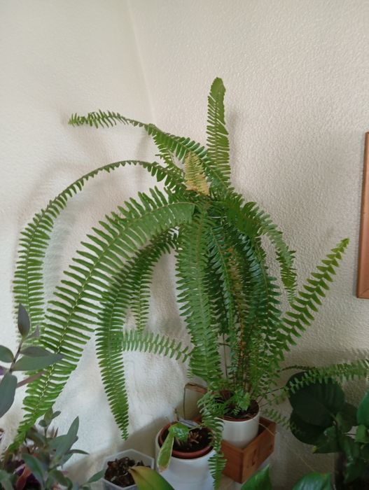 Fetos grandes diferentes