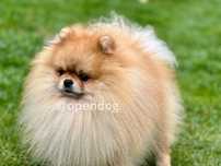 Szpic miniaturowy REPRODUKTOR POMERANIAN inseminacja