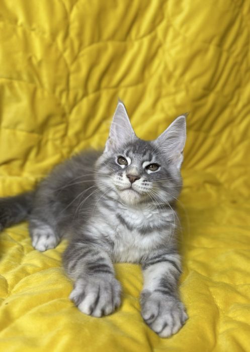 Чистокровные Котята Мейн-Кун