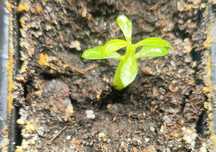 Róża pustyni Adenium Obesum