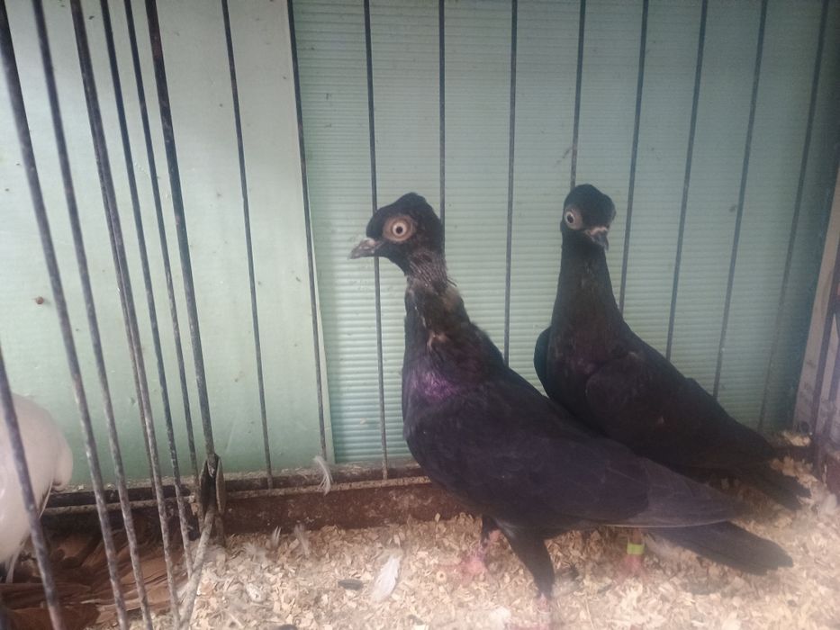 Widyny i Wiedeńskie okazja!