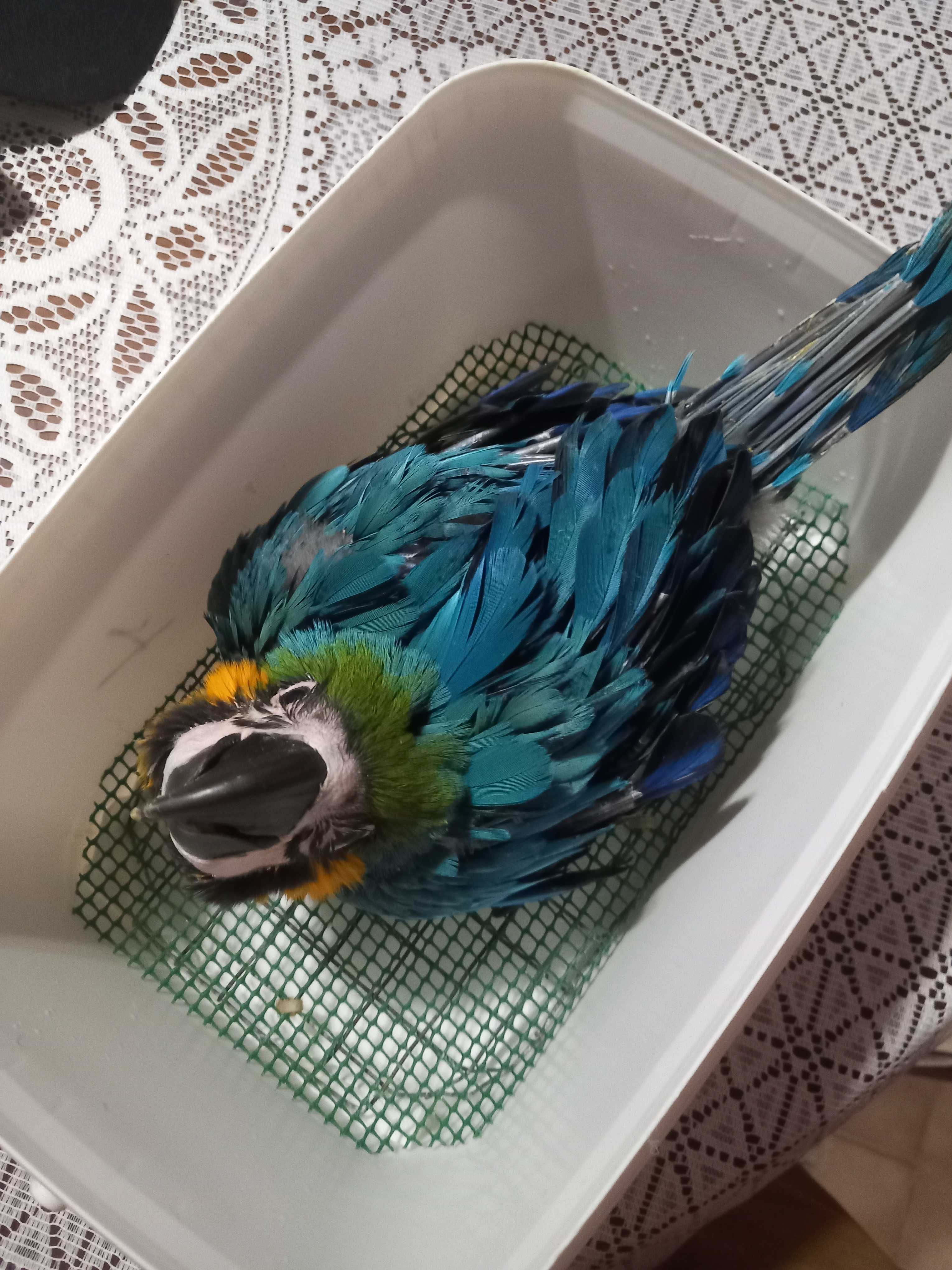 Arara ararauna bebé 8 semanas