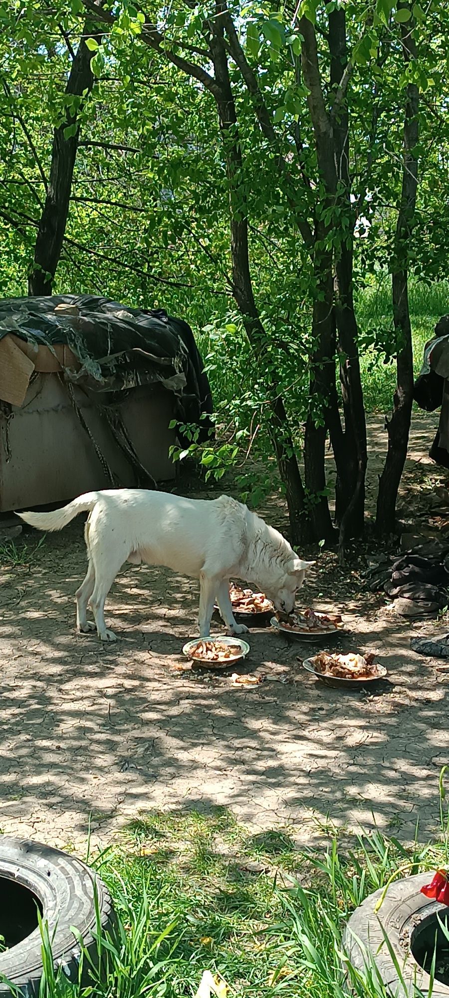 Шукаю допомоги кормом