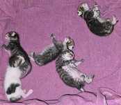 Gatinhos para adopção