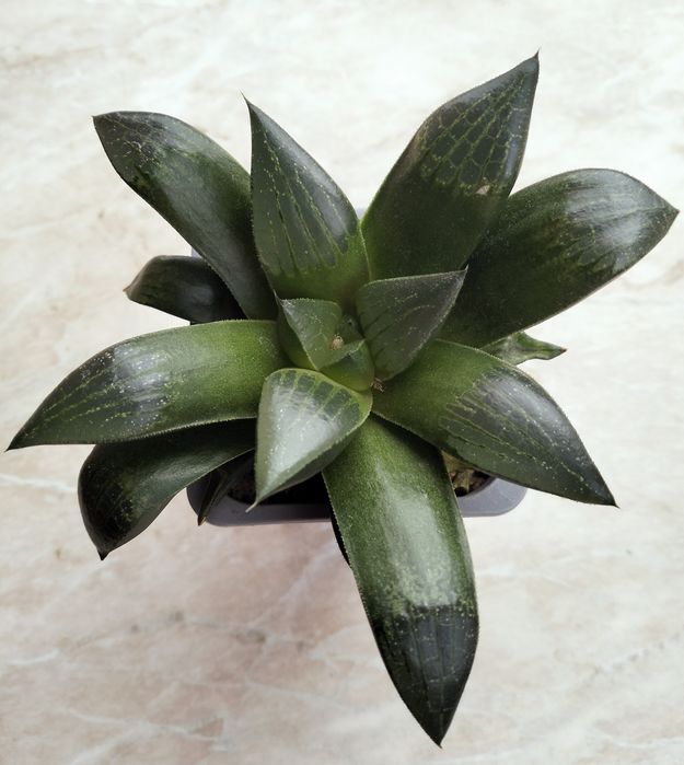 Продам сукуленти (хавортії)