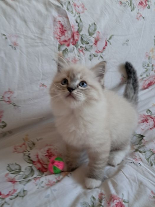 Lew w skarpetkach Kocurek Ragdoll