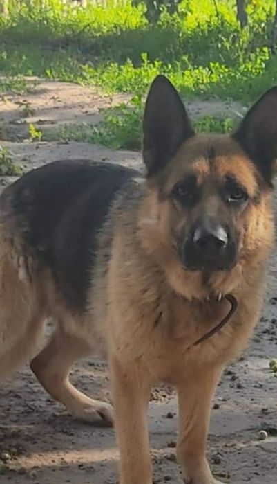 Щенки немецкой овчарки