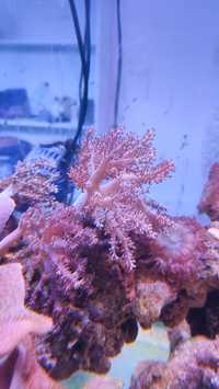 Koralowiec akwarium morskie capnella
