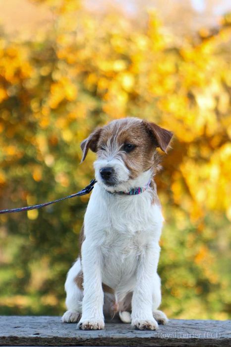 piesek Jack Russell terrier ZKWP/FCI szorstkowłosy