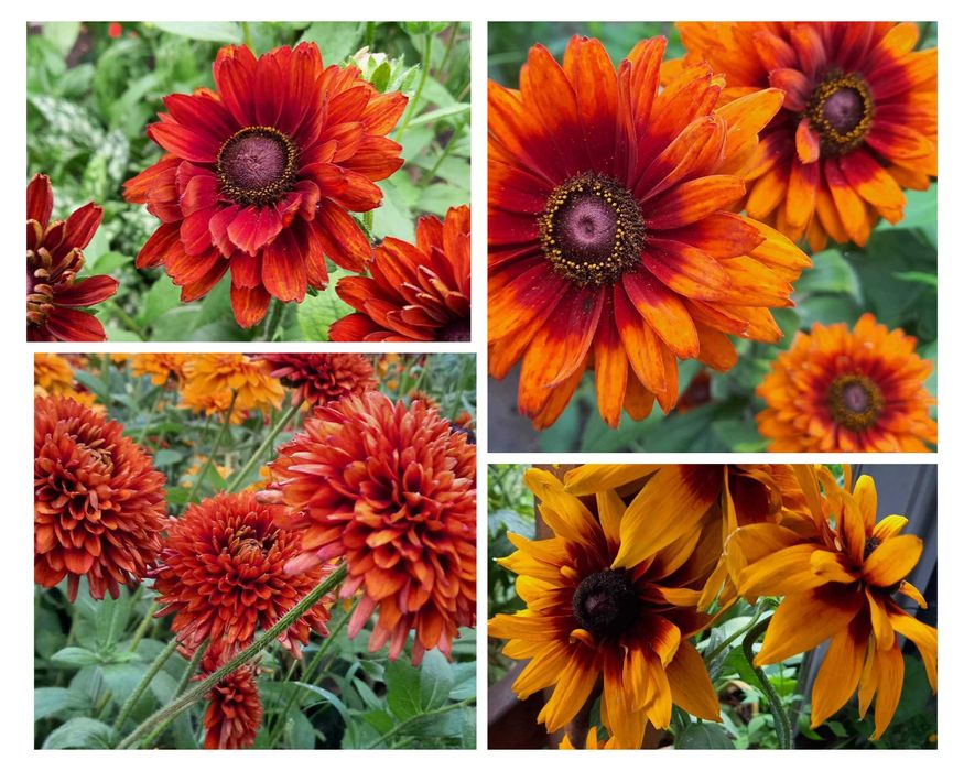 Рудбекия махровая неприхотливая