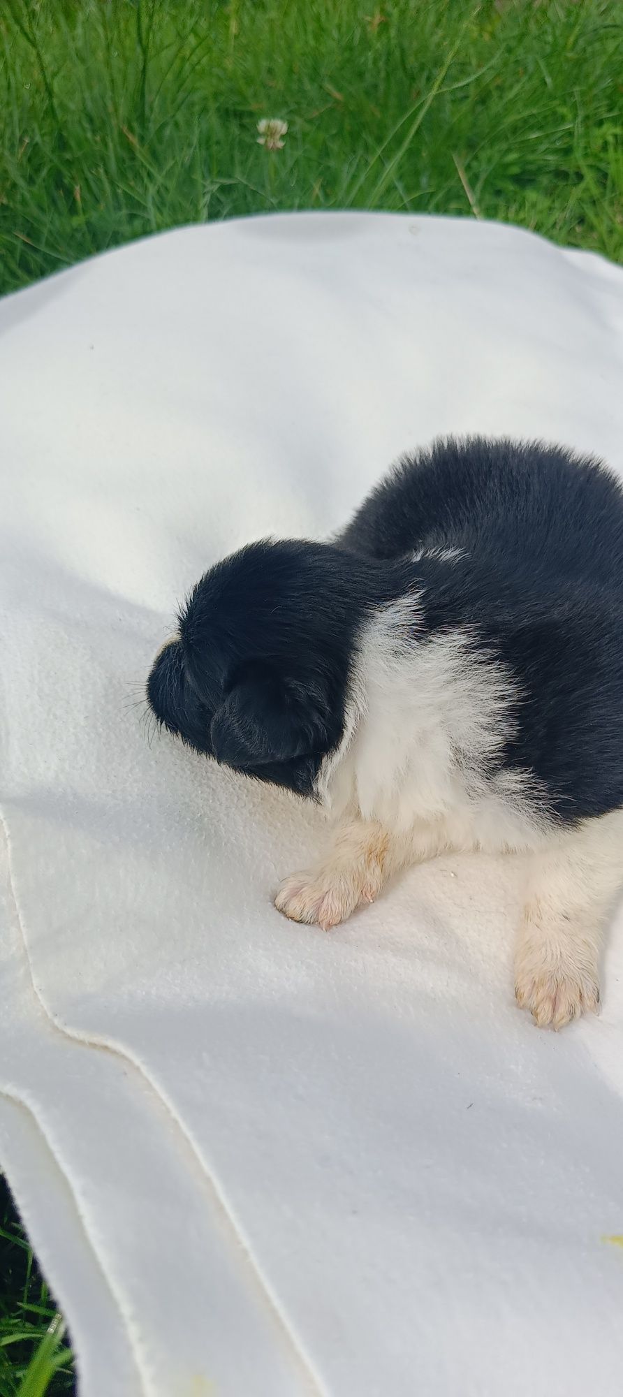 Border collie śliczny piesek czarno biały