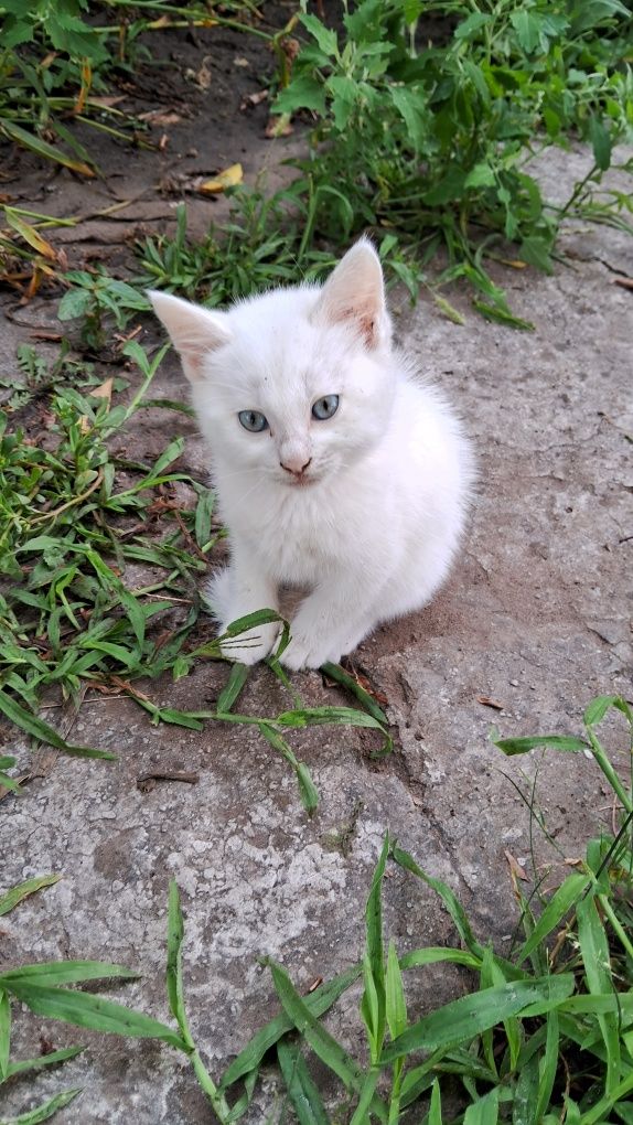 Отдам котят в хорошие ручки