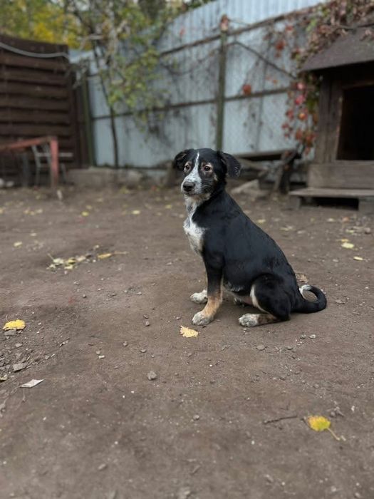 Ирма отдам в семью