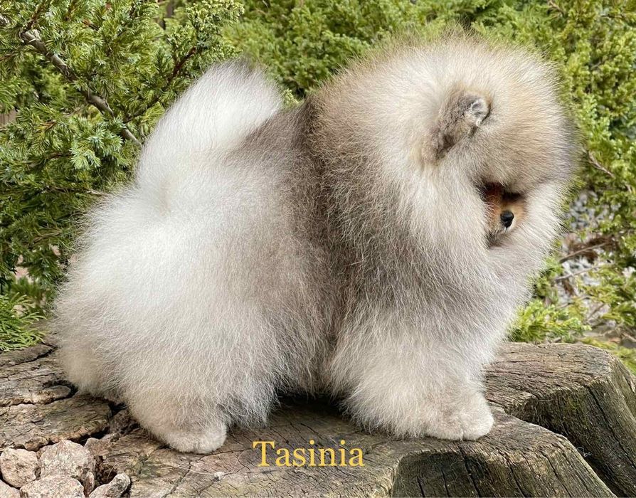 Кобели на вязку. Киев.