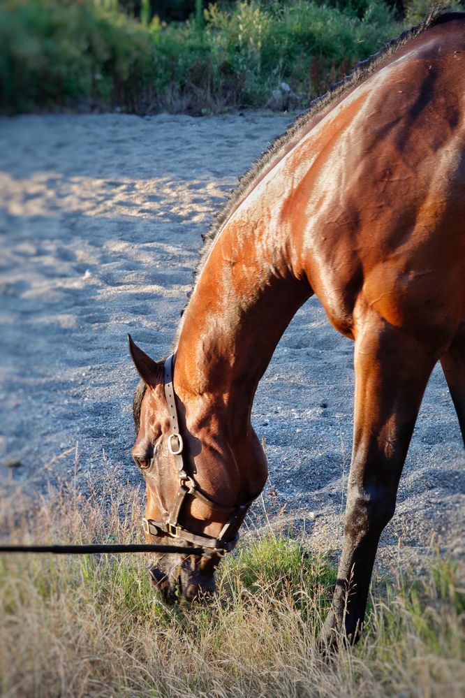 Cavalo puro sangue inglês