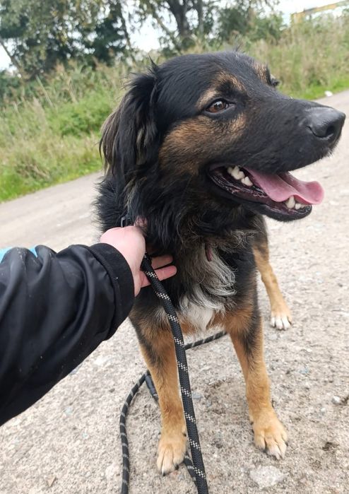 Młody piesek szuka kochającego domu