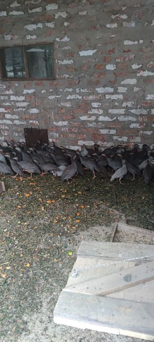 Цесарки різного віку