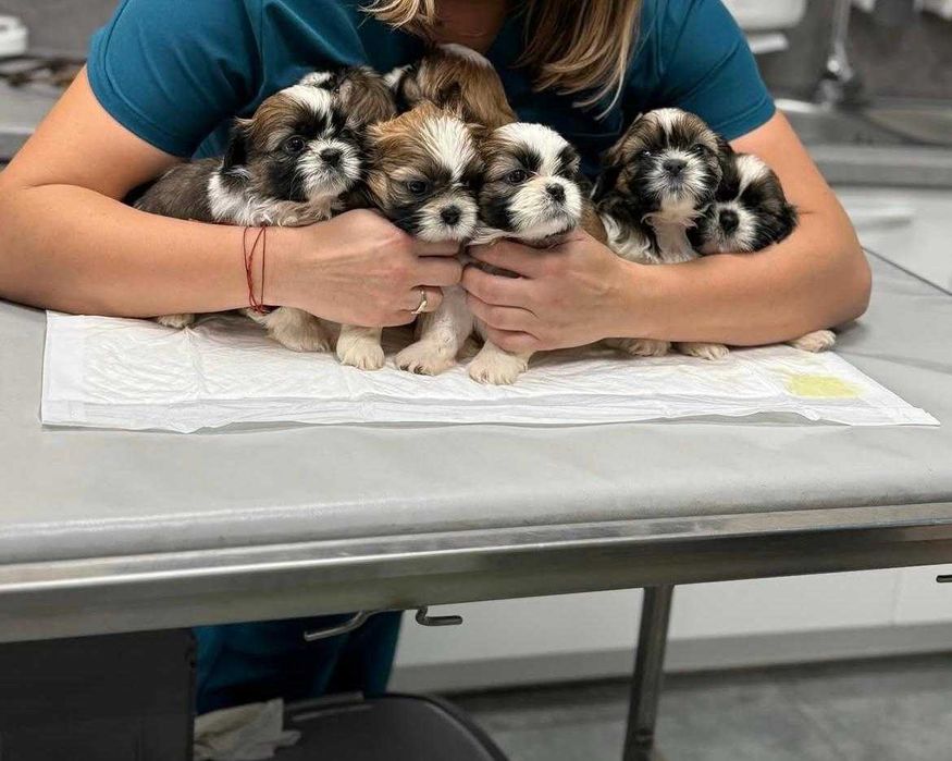 Shih-tzu suczka ZKwP FCI
