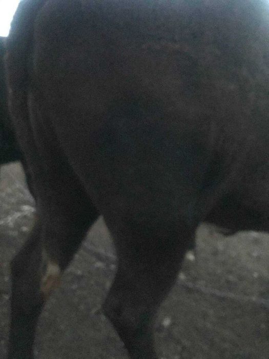 Продам теличку півтора року