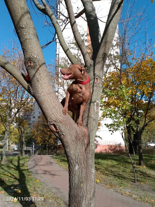 Є цуценята пітбуля, залишилось 2