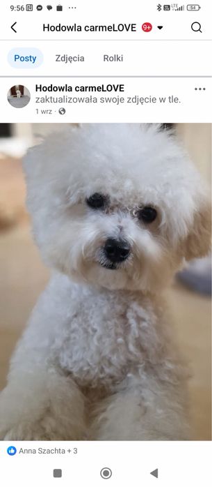 Bichpoo, Frispoo, , Pochoon, Maltipoo