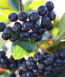 Aronia dorodna, odbiór w Krakowie, Wieliczce