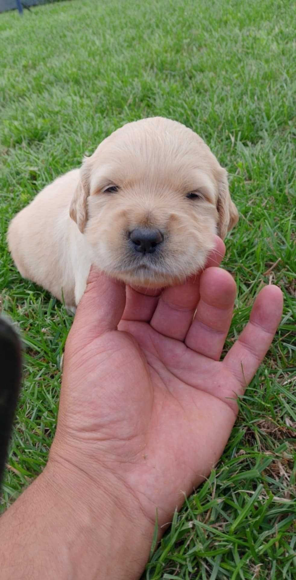 Szczeniak rasy Golden Retriever